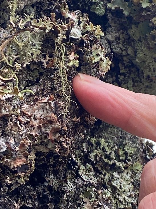 Entdeckungsreise im Winterwald, die Bartflechte, Usnea