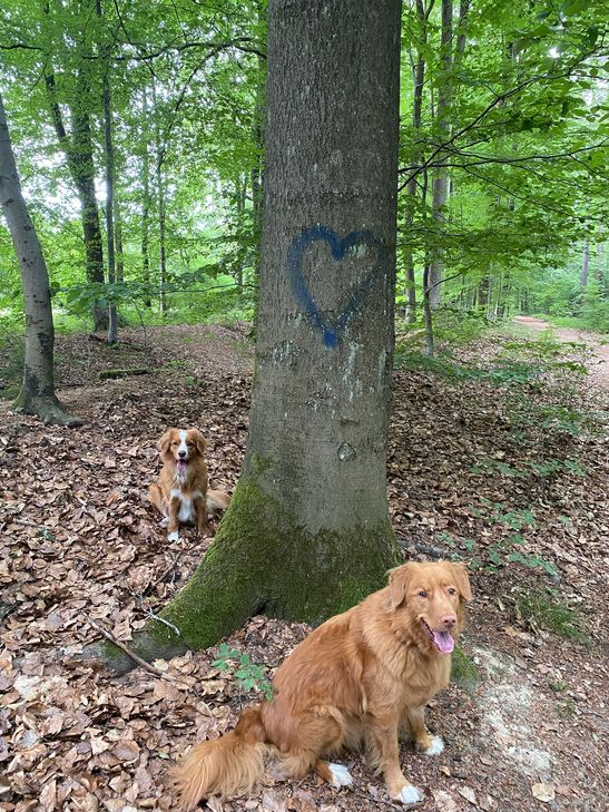 Ein Herz für Hunde und unsere Wälder