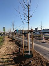 Insgesamt 68 Feldahornbäume wurden in der vergangenen Woche nach dem so genannten Schwammstadt-Prinzip auf der Römerallee im Abschnitt zwischen dem Kreisverkehr an der B265/Villa Rustica und der Industriestraße gepflanzt.