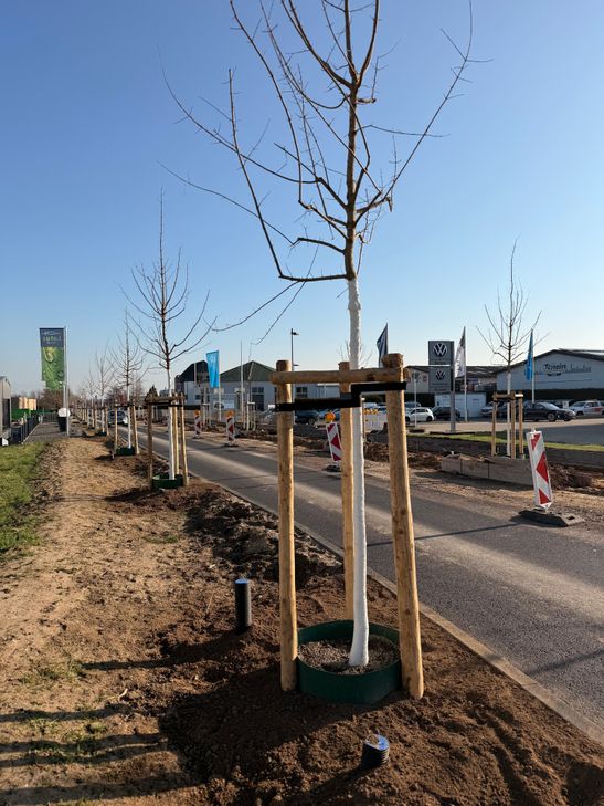 Insgesamt 68 Feldahornbäume wurden in der vergangenen Woche nach dem so genannten Schwammstadt-Prinzip auf der Römerallee im Abschnitt zwischen dem Kreisverkehr an der B265/Villa Rustica und der Industriestraße gepflanzt.