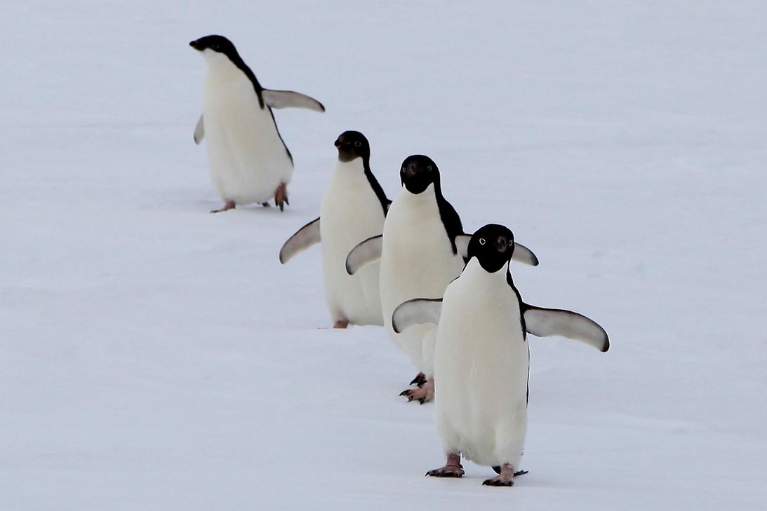 Umweltmeteorologen der Universität Trier forschten bei einer zehnwöchigen Expedition mit dem Eisbrecher "Polarstern" in der Antarktis. Foto: Günther Heinemann