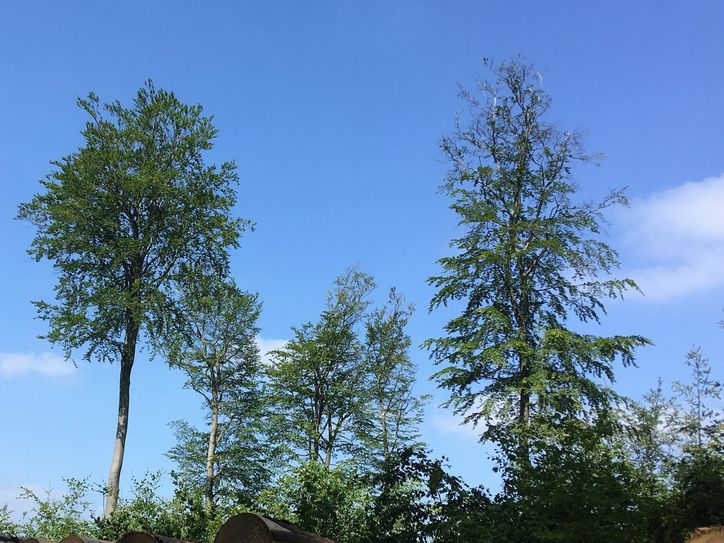 Alt-Buchen mit Trockenästen in der Krone.