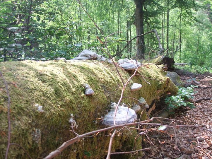 Ein umgestürzter Baum, an dem Zunderschwämme wachsen. Der Natur das zurückgeben, was ihr seit Jahrtausenden gehört - das haben sich die Länder Rheinland-Pfalz und das Saarland bei den Projekt auf die Fahne geschrieben.   Foto: Fischer