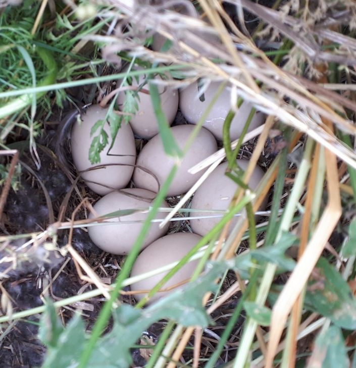 Ein Stockentengelege wurde im Tierheim Kall verborgen im hohen Gras des Biotops entdeckt. "Bei uns fühlen sich nicht nur Haus- sondern auch Wildtiere wohl", schmunzelte Markus Schmitz-Bongard.