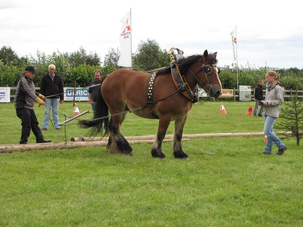 Der Reit- und Fahrverein lädt Kaltblüter aus der Region zum Wettbewerb. Foto: privat