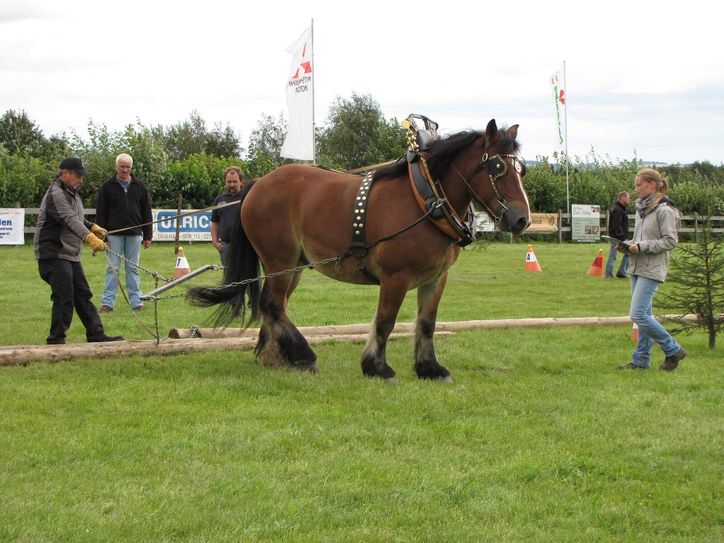 Der Reit- und Fahrverein lädt Kaltblüter aus der Region zum Wettbewerb. Foto: privat