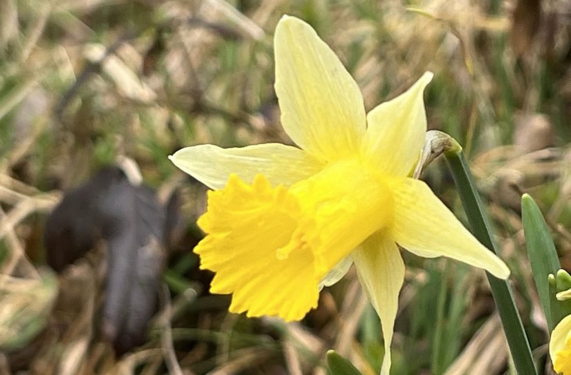 Die "gelben Sonnen" strahlen - millionenfach blühen die wilden Narzissen.