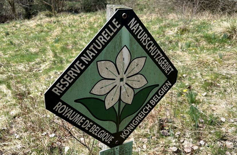 Die gelbe Pracht ist streng geschützt, daher immer auf den Wegen bleiben.