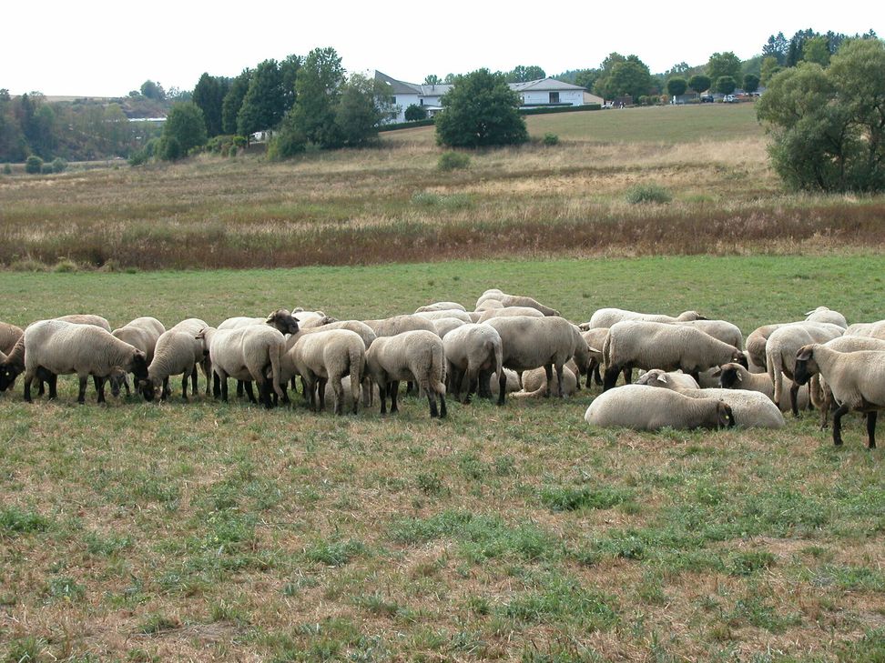 Idyllisch sehen sie aus – Schafsherden im Hochwald (hier bei Reinsfeld), doch mit Idylle hat eine professionelle Zucht heute leider nur noch wenig zu tun.