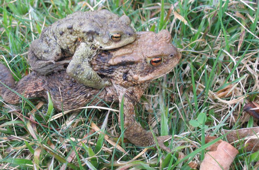 Heimische Amphibien  treten die Wanderung zu ihren Laichplätzen vorzugsweise nachts an. Dabei überqueren sie mitunter auch Verkehrsstraßen.