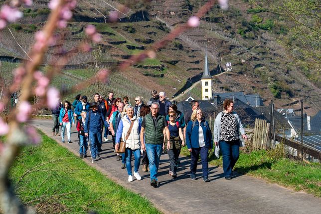 Kreative Ideen für die Pfirsichblüte gesucht