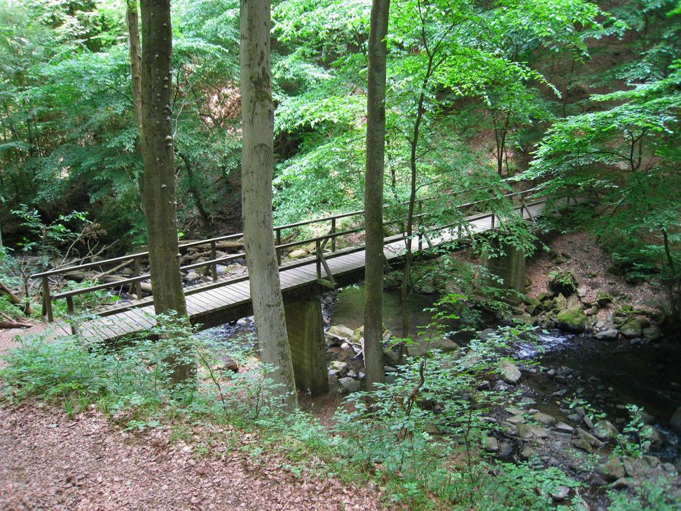 In der Holzbachschlucht ist es sehr naturbelassen. Foto: Natur Aktiv Erleben