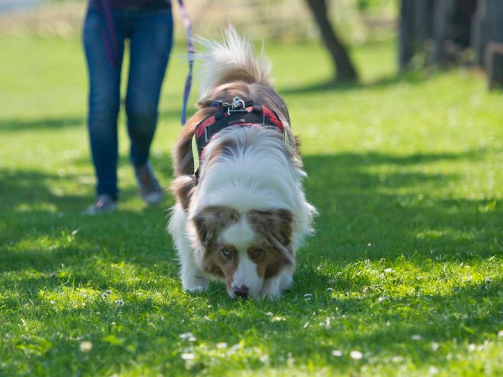 Je nach Wetterlage können die Suchhunde sieben bis zehn Tage lang die Spur des entlaufenen Haustieres aufnehmen. Für die Hunde bedeutet die Suche große Anstregung. Foto: Nolden