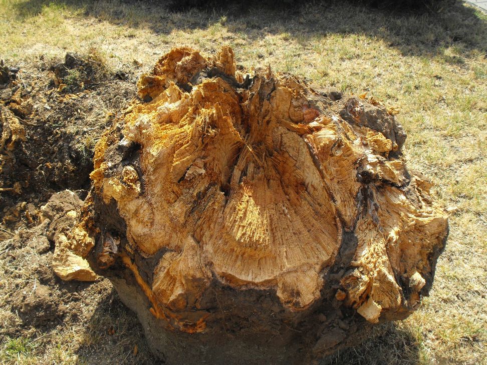 Der Wurzelstumpf der Blutbuche war bereits durch den Riesensporling zersetzt. Foto: Kreisstadt Euskirchen
