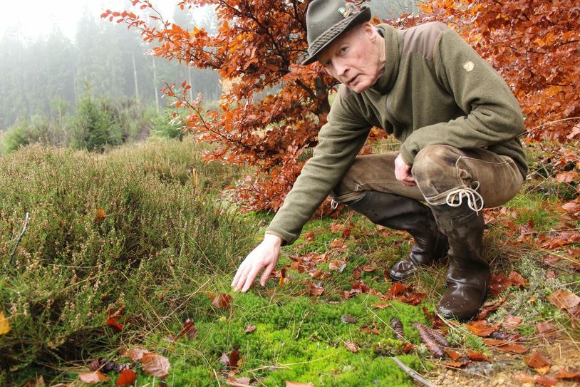 Mit Moosen kennt sich Nationalpark-Waldführer Joseph Noel, der auch Führungen durch das benachbarte Hohe Venn anbietet, bestens aus. Hier zeigt er auf das Wald-Frauenhaarmoos (Polytrichum formosum), dass als Zeigerart für Buchen bekannt ist.