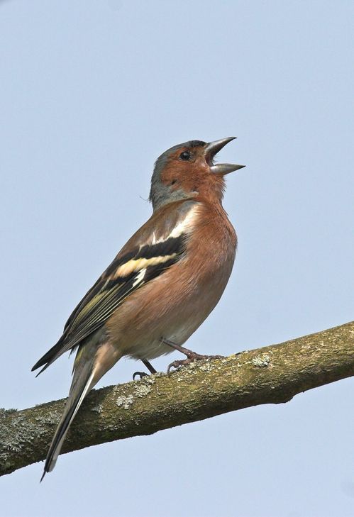 Die meisten Buchfinken leben in Wäldern, aber auch in baumbestandenen Gärten sind sie oft zu Gast. Foto: F. Hecker