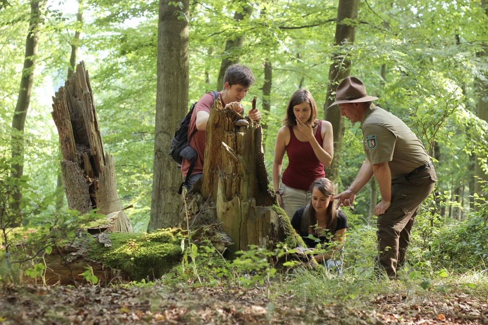 Der hohe Totholzanteil durch Borkenkäferfraß beschleunigt die natürliche Waldentwicklung im Nationalpark Eifel.