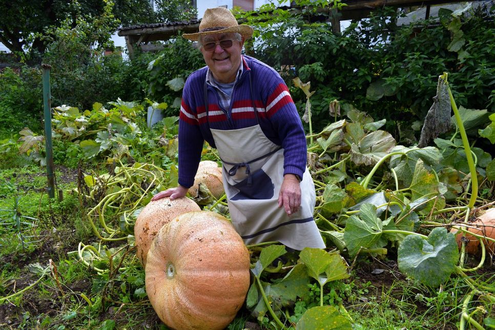 Riesige Ausmaße haben die Kürbisse angenommen, die der 79-jährige Alfred Gerstenkorn in seinem Garten anpflanzte. mn-Foto