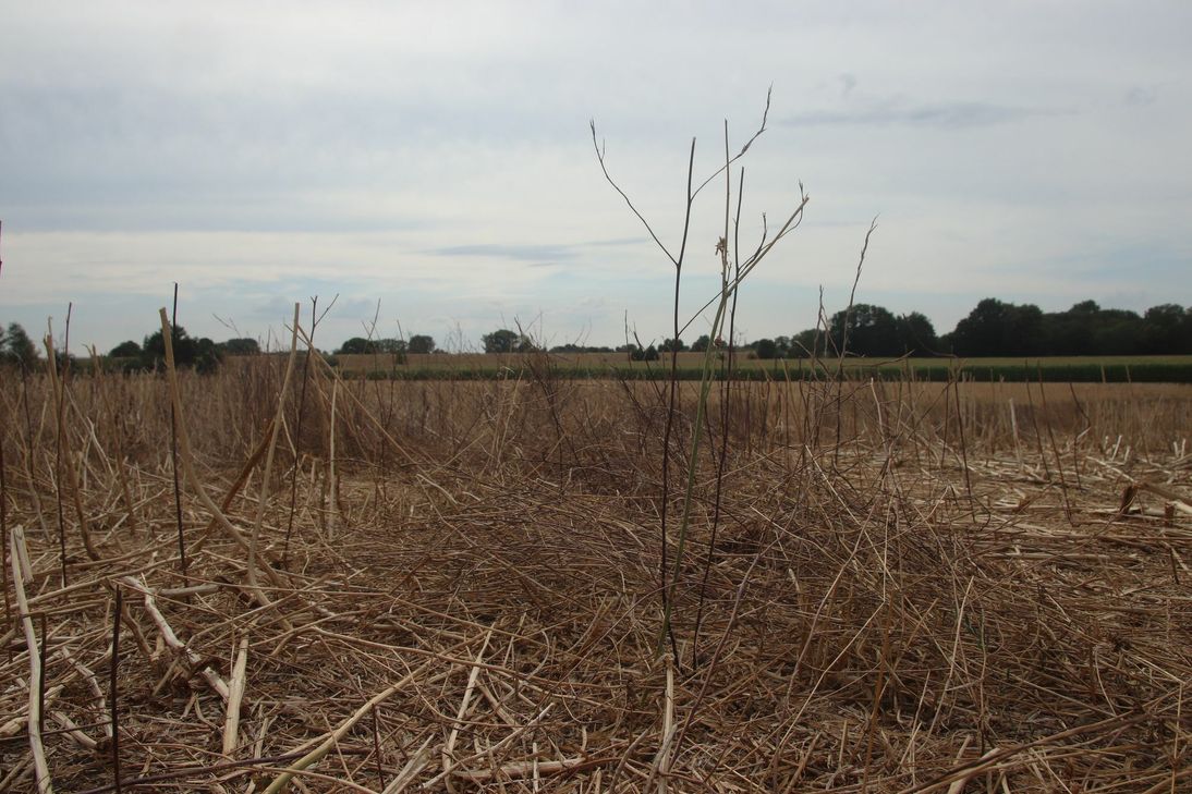 Die Felder und Wiesen rund um Euskirchen sind völlig vertrocknet. Foto: Nolden