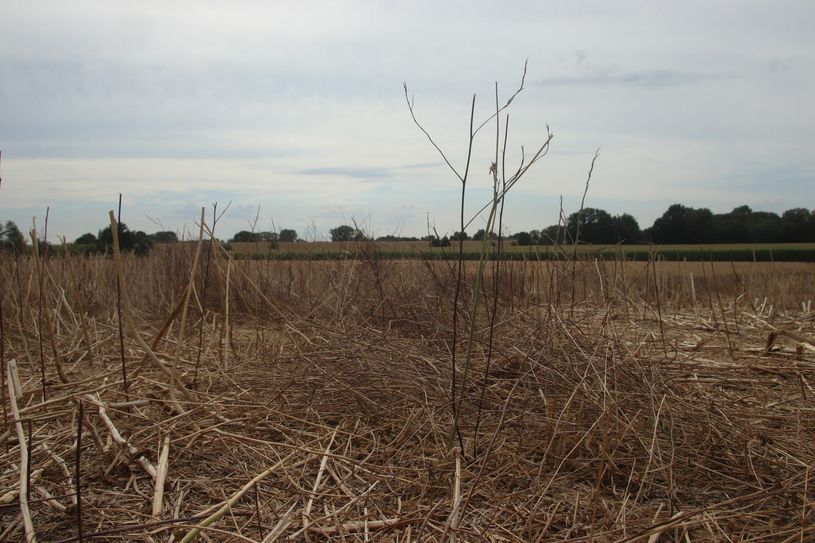 Die Felder und Wiesen rund um Euskirchen sind völlig vertrocknet. Foto: Nolden