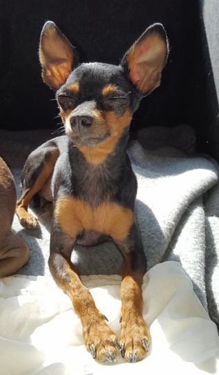 Chica war laut Yvonne Witter ein lebensfroher Hund. Nach ihrem Tod kam ihrem Frauchen die Idee mit der Trauergruppe  Fotos: FF