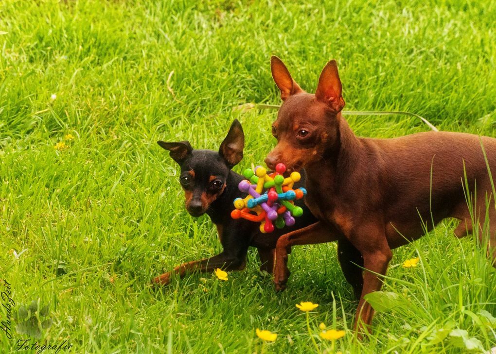 Chica beim Spielen. Foto: FF