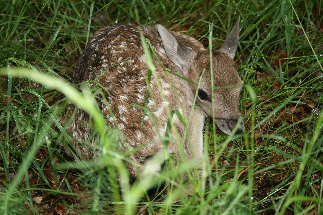 Es gehört zur Überlebensstrategie von Reh- und Damwildkindern, sich ins hohe Gras zu drücken und voll und ganz auf ihre Tarnung zu vertrauen. Foto: Bäumler/LJV RLP