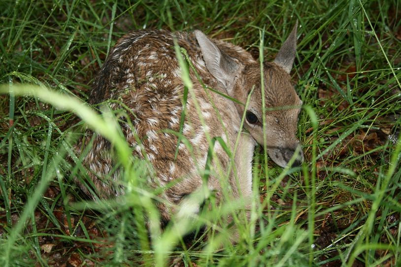 Es gehört zur Überlebensstrategie von Reh- und Damwildkindern, sich ins hohe Gras zu drücken und voll und ganz auf ihre Tarnung zu vertrauen. Foto: Bäumler/LJV RLP