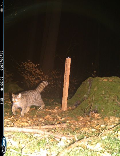 Beim jährlichen Wettbewerb für herausragende Naturschutzprojekte „Unsere Heimat & Natur“ hat der Freundeskreis Nationalpark Hunsrück e. V. mit dem Projekt „Wildkatzen-Monitoring im Nationalpark Hunsrück-Hochwald“ eine Förderung gewonnen.
