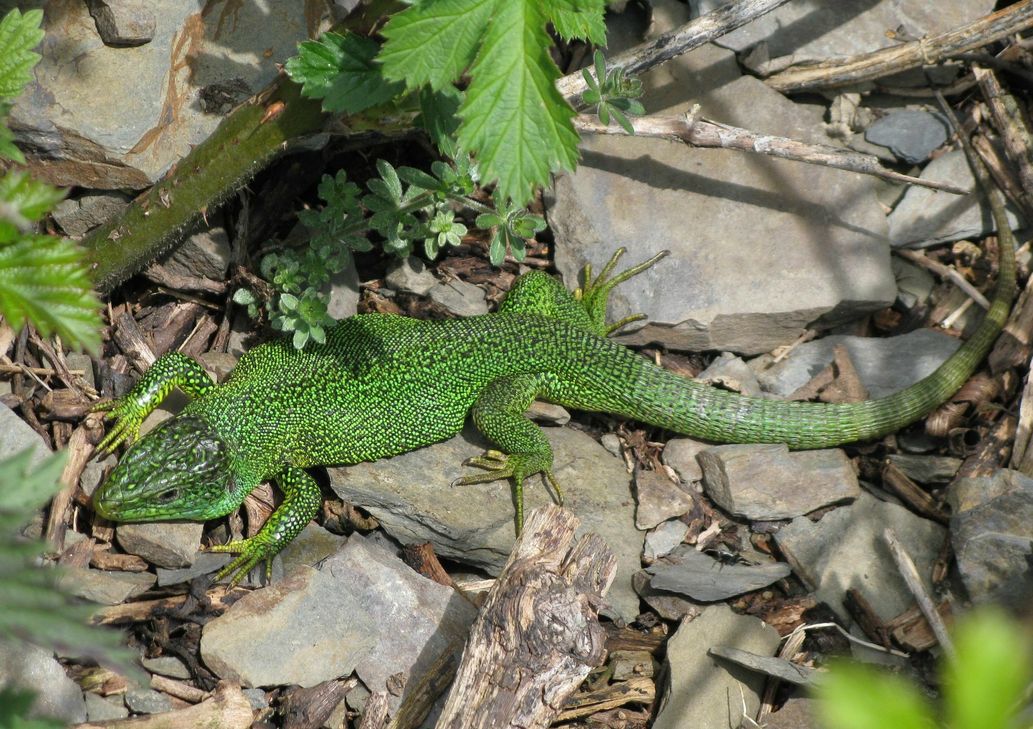 Eine Smaragdeidechse in einem Weinberg bei Pommern.