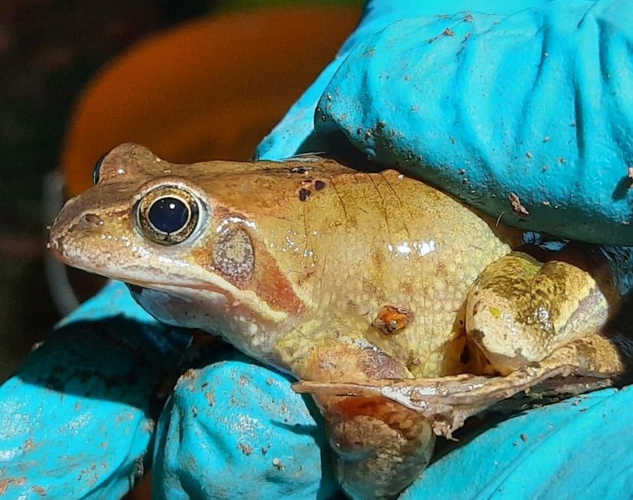 Auch der Springfrosch macht sich auf den Weg.