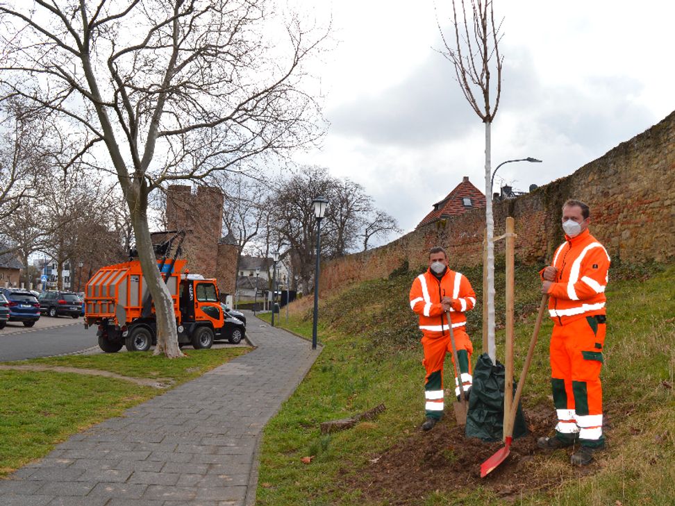Andreas Zimmer und Andreas Virnich vom Zülpicher Baubetriebshof pflanzen die neuen Bäume im Stadtgebiet. Foto: Stadt Zülpich/Julia Schneider