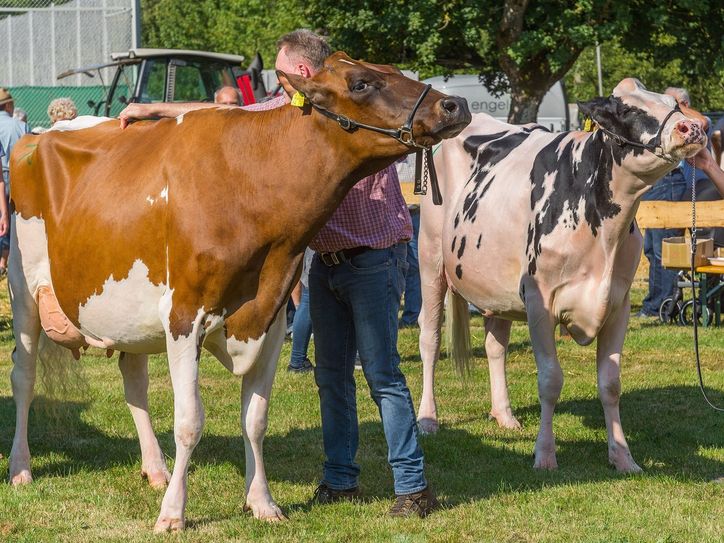 Höhepunkt ist wie immer die Wahl der "Miss Hochwald", der Spitzenkuh der Tierschau