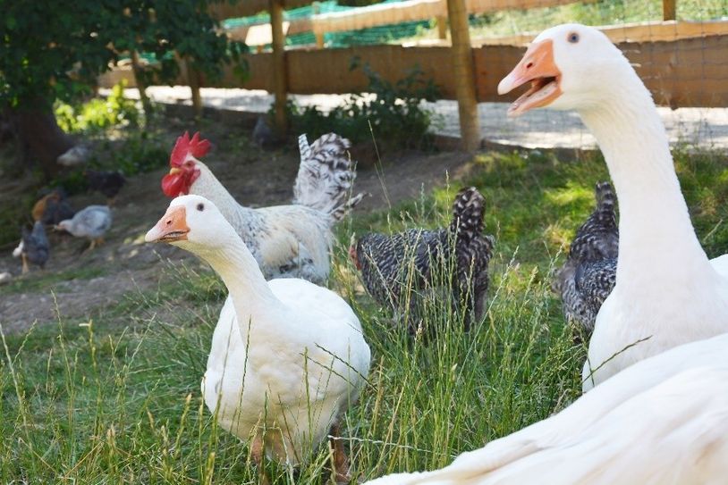 Auch die Gänse fühlen sich auf der Asbacher Hütte sichtlich wohl.