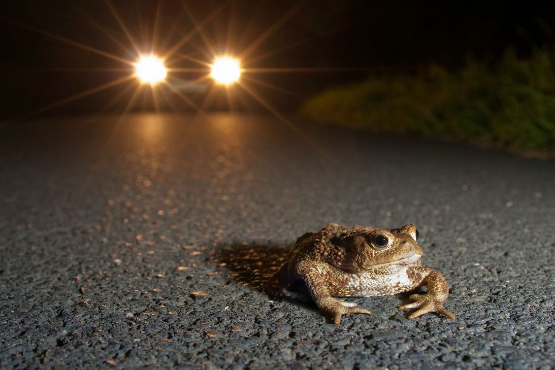 Die ersten Kröten, Frösche und Molche kommen und sind bereits in Paarungsstimmung - und damit steigt auch wieder die Gefahr, dass sie auf der Straße den Tod finden.