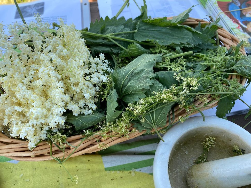 Wildkräuter aus dem Naturpark.