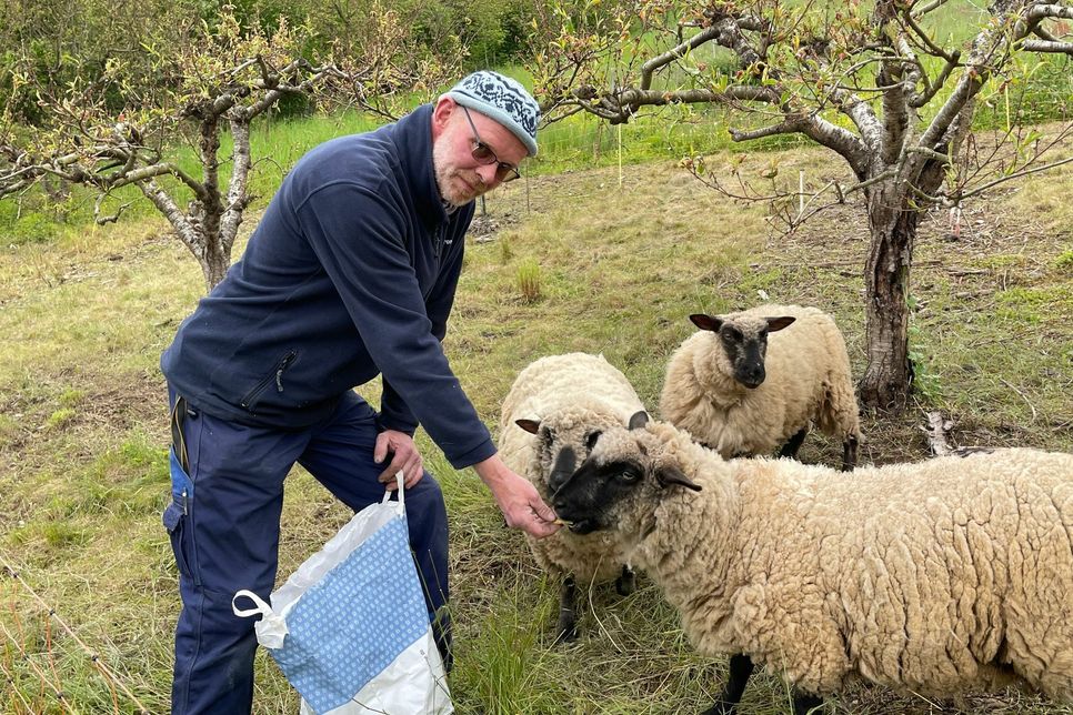 Dieter Treis mit seinen Schafen auf der Weide in Bremm. Foto: Zender
