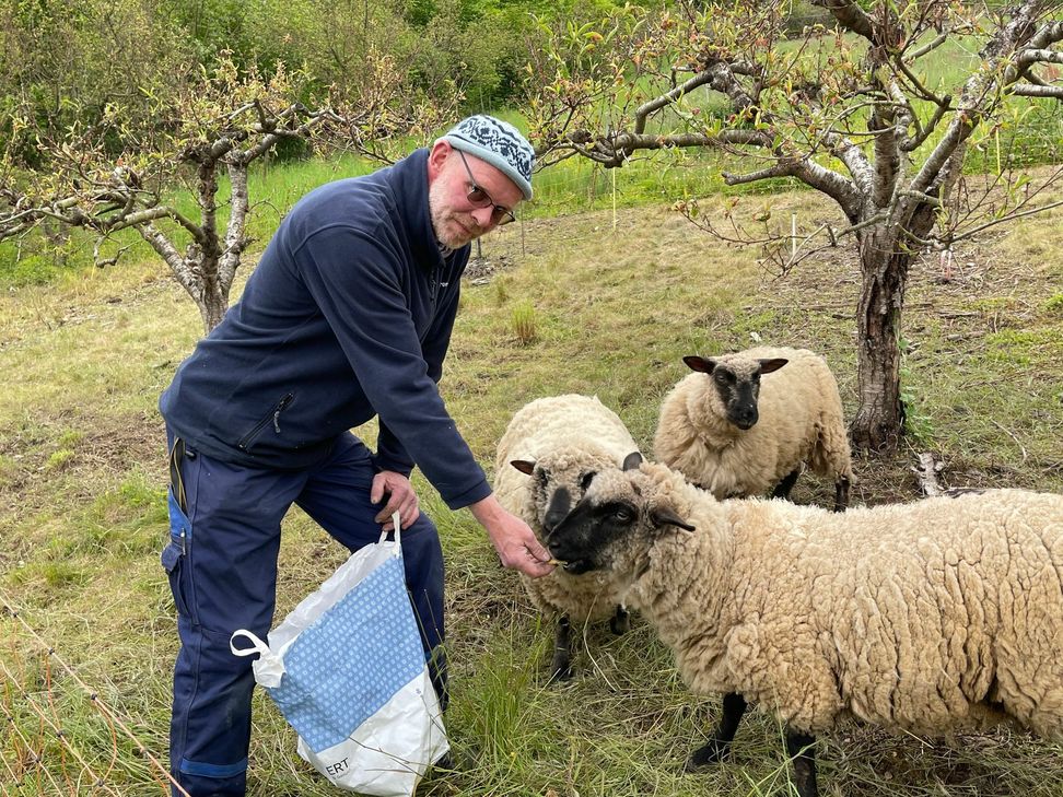 Dieter Treis mit seinen Schafen auf der Weide in Bremm. Foto: Zender