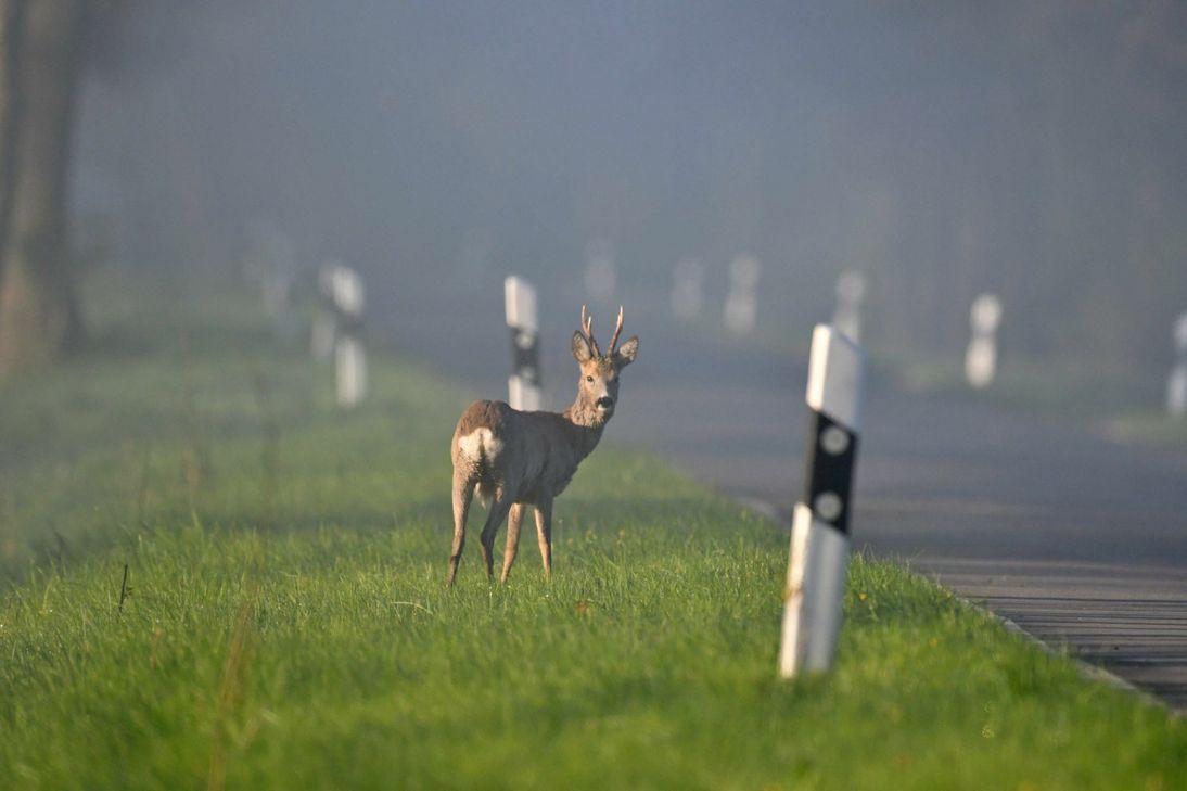 Vor allem in den Morgen- und Abendstunden ist die Begegnung mit einem Wildtier am Straßenrand hoch. Autofahrer sollten sich im Oktober besonders auf diese Gefahrensituationen einstellen. Foto: Kauer/DJV