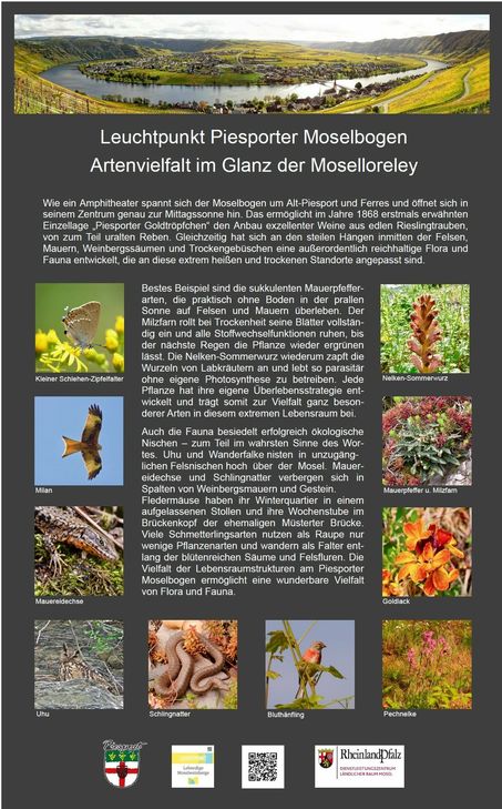 In den Weinbergen informieren neue Tafeln über die Flora, Fauna und Geologie im Piesporter Moselbogen.