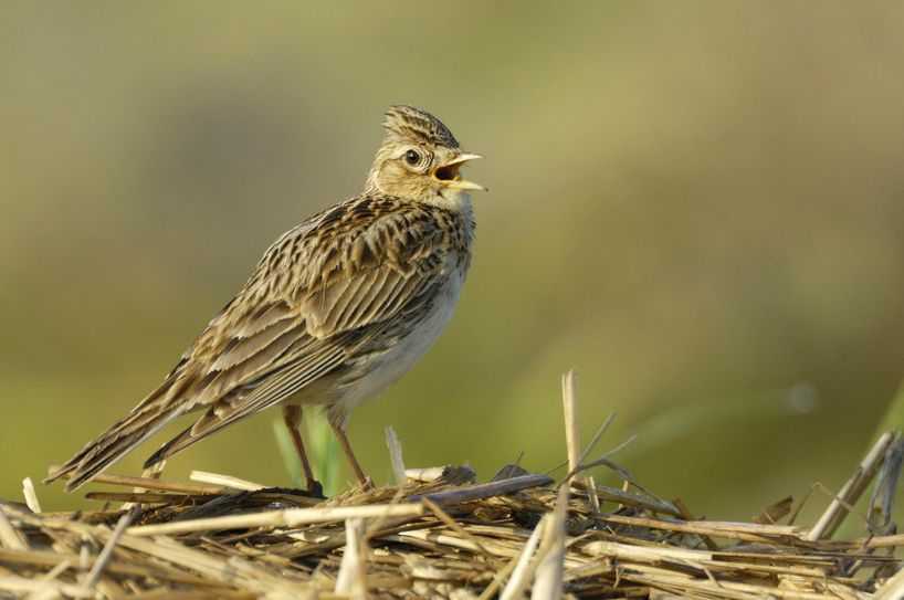 Der NABU hat die Feldlerche zum "Vogel des Jahres 2019" gewählt. Foto: Manfred Delpho