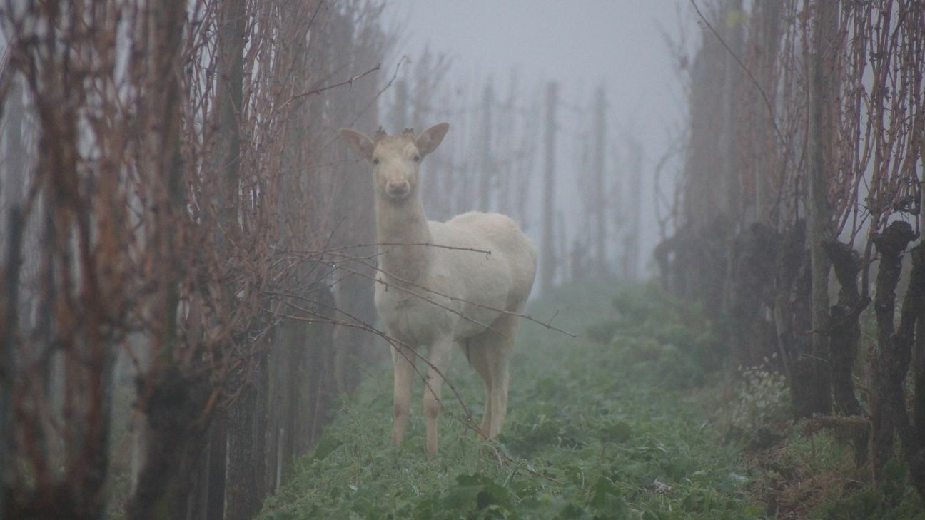 Die Mystik um den weißen Hirschen spiegelt dieses Bild mitten in einem Nebel verhangenen Weinberg wider. Foto: Jupp Lenz