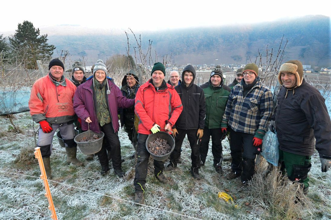 Eiseskälte aber fröhliche Gesichter: Die Ernster Winzer Peter und Thomas Göbel (Mitte) vom Weingut "Göbel-Schleyer" haben am Montagmorgen bei minus acht Grad rund 120 Liter Eiswein geerntet. Das Mostgewicht lag bei 130 Grad Öchsle. "Ideal" wie Peter Göbel sagt. Foto: Mario Zender