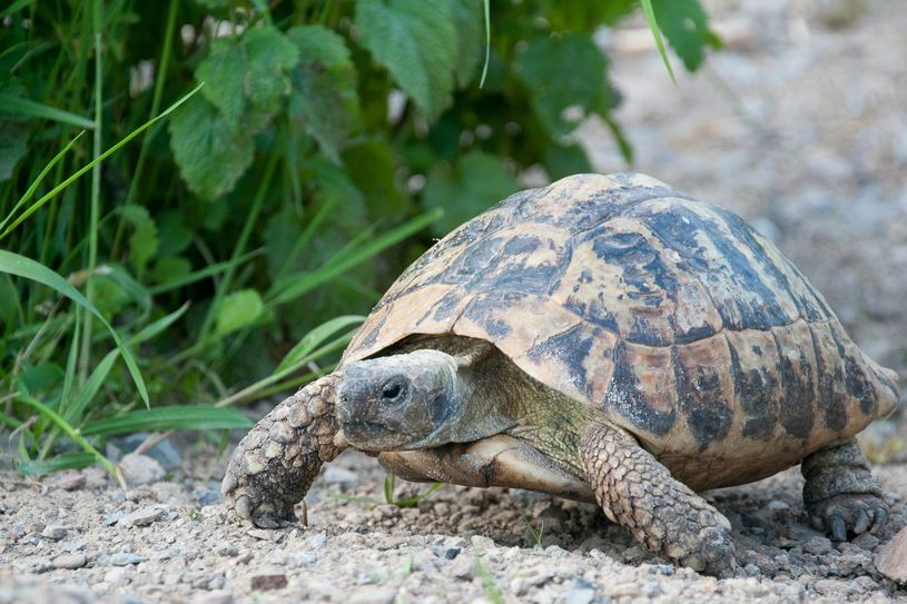 Landschildkröten suchen ein gutes Zuhause. Derzeit sind sie in Obhut des städteregionalen Umweltamtes. Foto: Hartmut Fehr