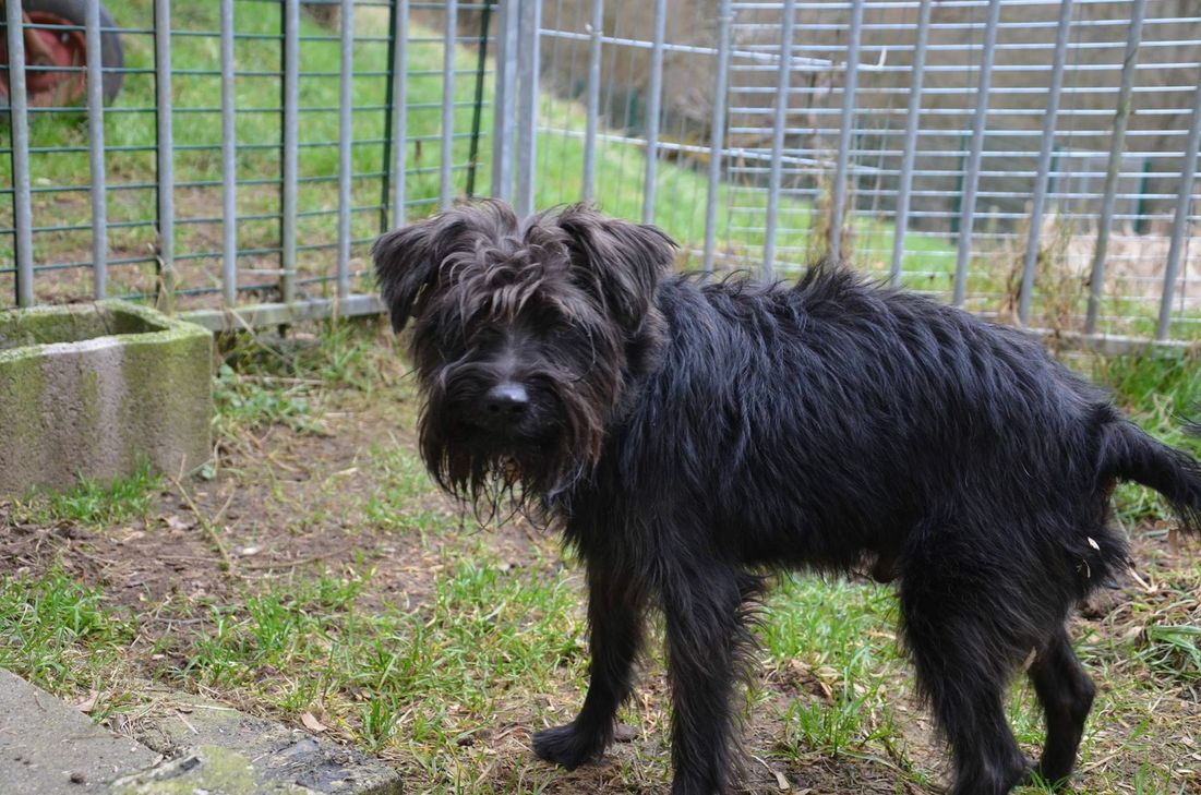 Wer hat ein herrliches Zuhause für Paulchen?