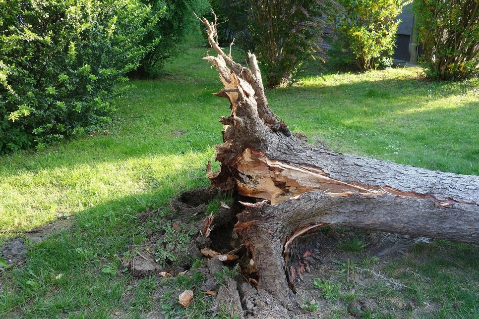 Achtung: Bäume können aufgrund von Sturm und Orkanböen entwurzelt werden.