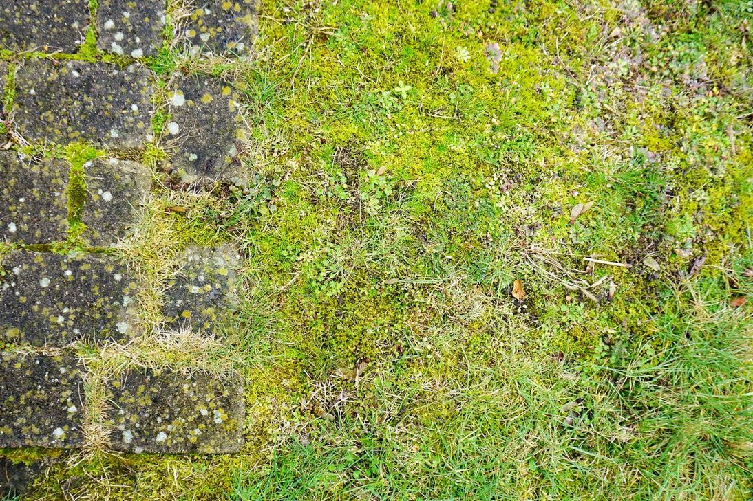 Mehr Moos als Gras? Wie man dem Rasen jetzt auf die Sprünge hilft und ihn fit für den Sommer macht - darüber informieren Gartenexperten am WochenSpiegel-Lesertelefon.
