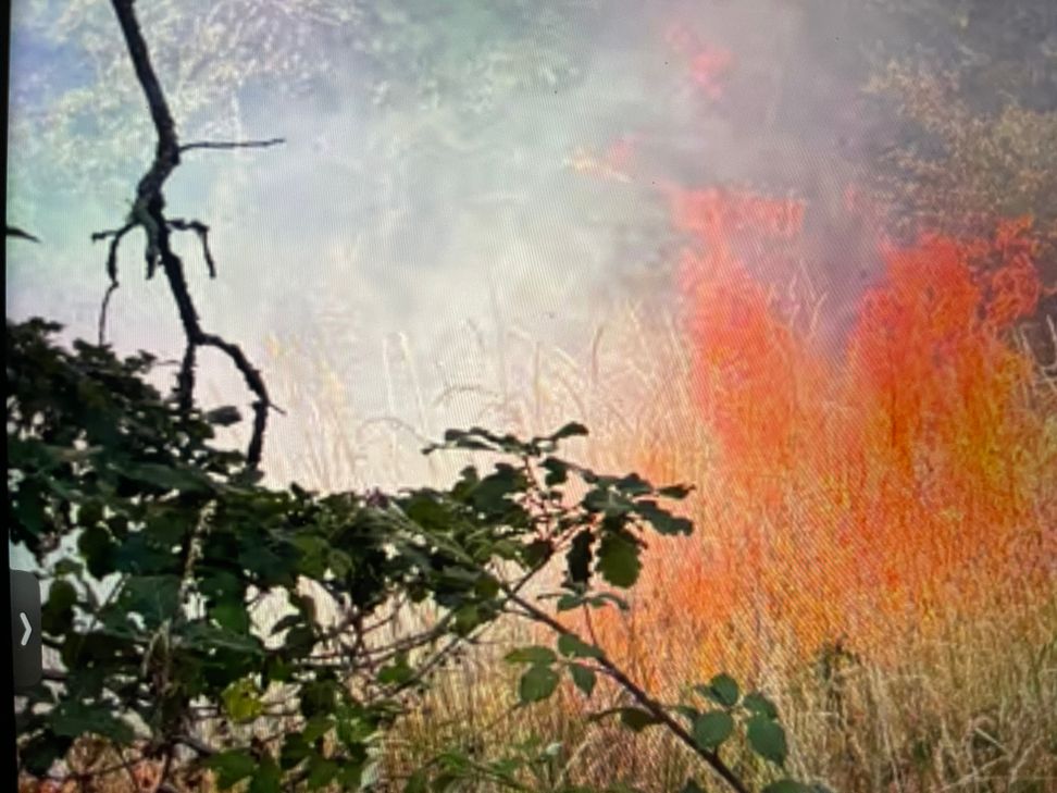 Rund fünf Hektar Wald stehen bei Bengel in Brand.