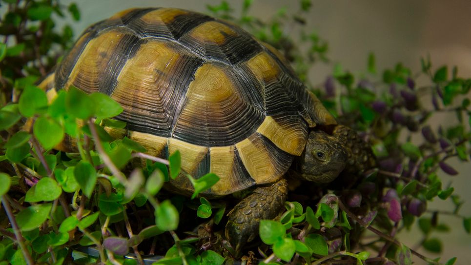 Das Umweltamt der StädteRegion Aachen sucht ein neues artgerechtes Zuhause für mehrere männliche Landschildkröten. Foto: Hartmut Fehr