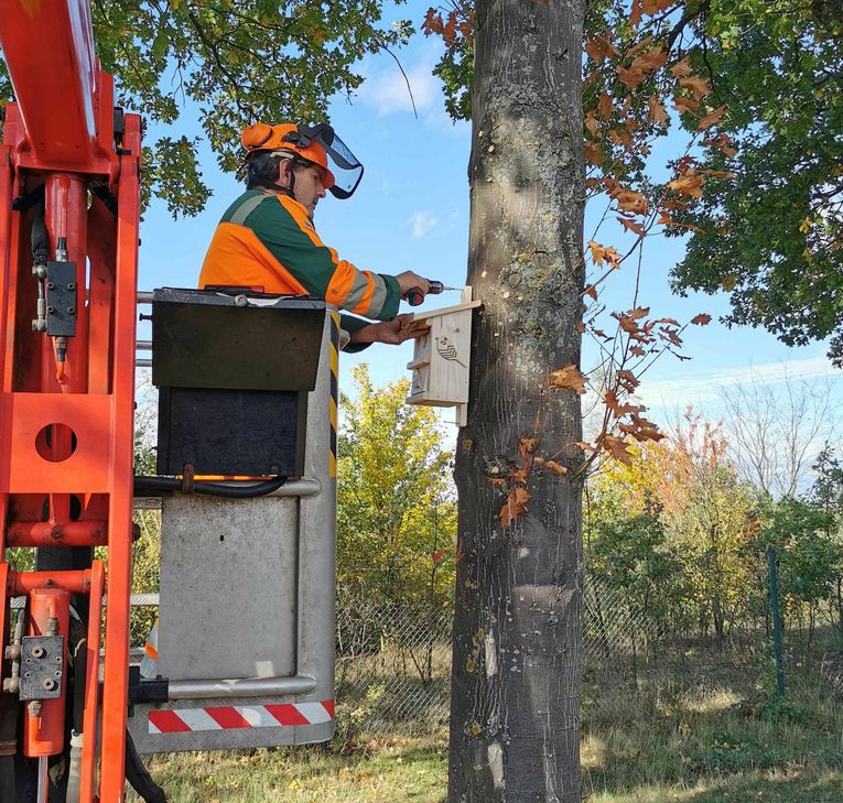 Sascha Hilgers, Mitarbeiter des Kreis Bauhofes, bringt die Nistkästen für Meise und Co. an den Bäumen der Kreisstraßen an. Foto: E. Heinen, Kreis Euskirchen